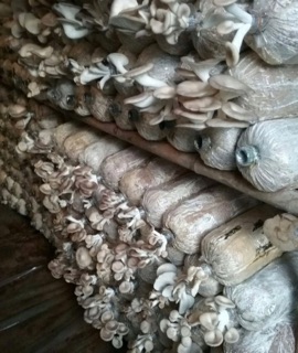 Phôi nấm sò trắng