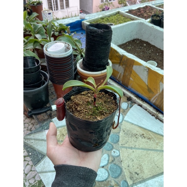 Nắp ấm lowii x ventricosa , nepenthes lowii x ventricosa