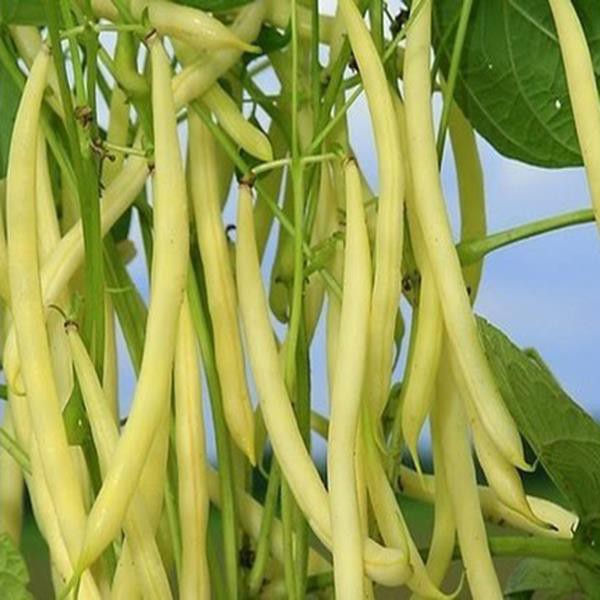 Bán Hạt giống Đậu Cove Vàng và cách gieo trồng đậu cove ( gói 50 gram) tại Hạt Giống Bốn Mùa