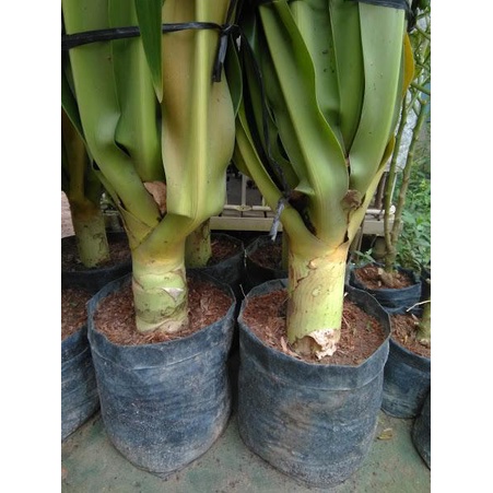 Cây náng hoa trắng - Đại tướng quân hoa trắng- Siêu To 981SP 982sp