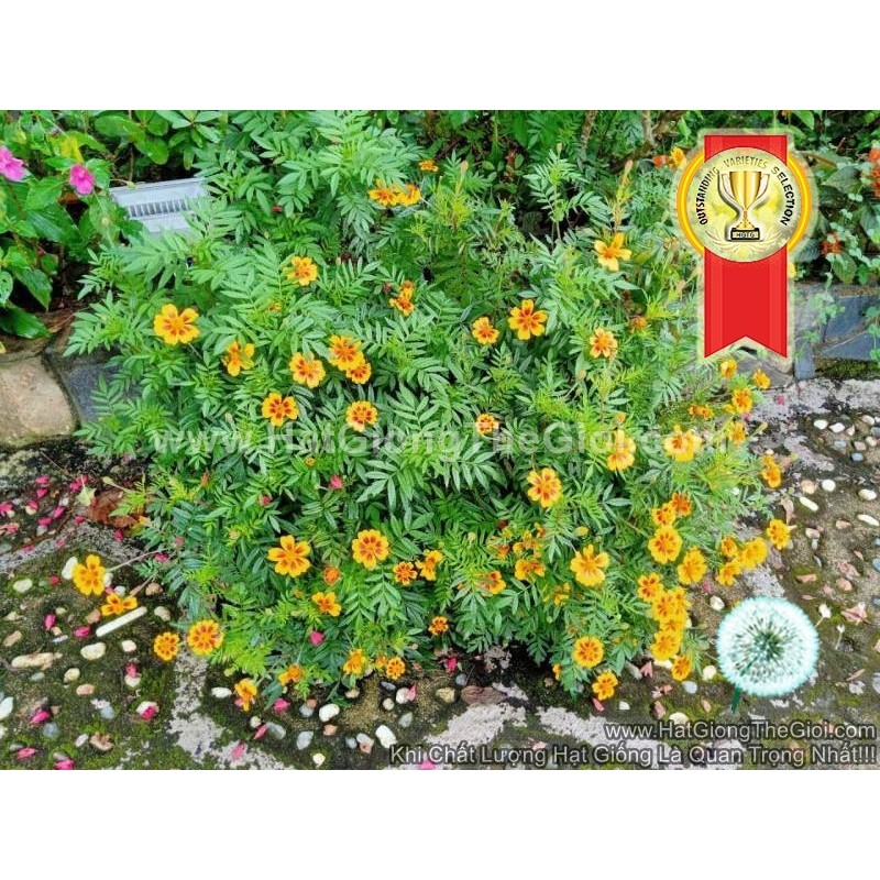 50h Hạt Giống Hoa Cúc Vạn Thọ Pháp Xum Xuê TG78 (C6.102| -KD: B34*V75)
