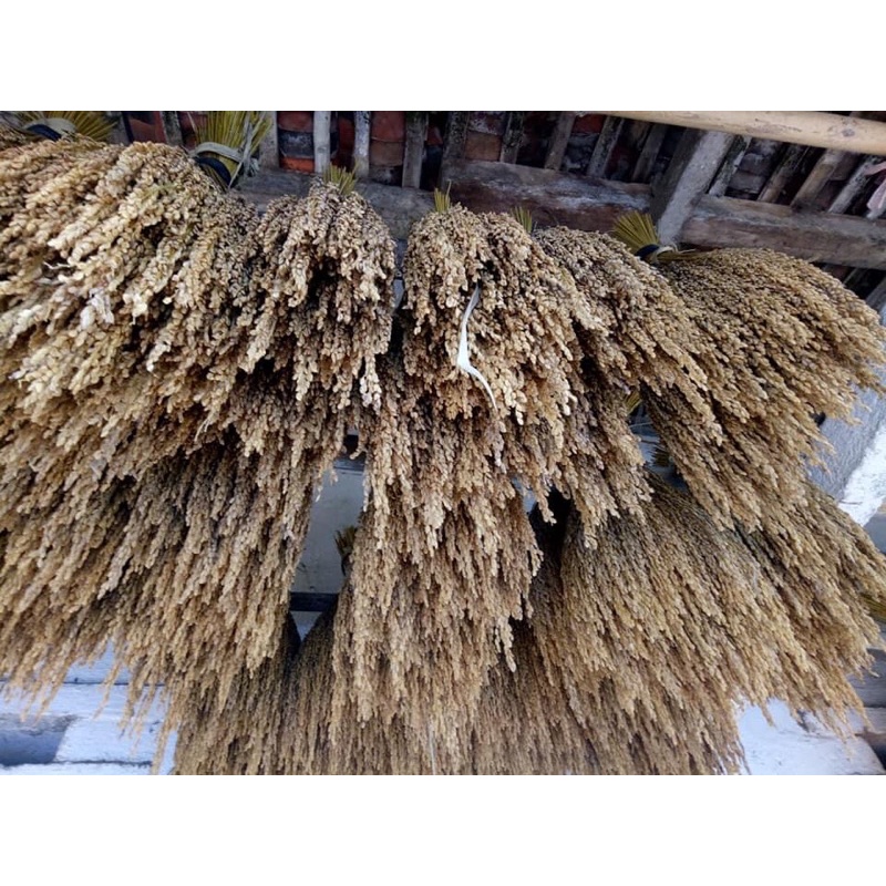 Gạo nếp hữu cơ Vì pất đặc sản Cao bằng cắt từng bông túi 1kg thơm ngon, dẻo