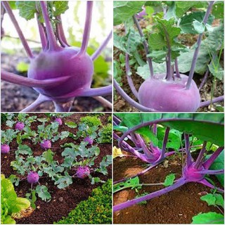 Hạt giống su hào tím F1 - 1 gói 0,2 gram (TẶNG gói kích thích hạt nảy mầm)