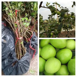 Combo 5 Cây táo lê Đài Loan