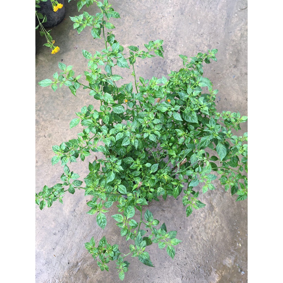 Chậu cây ớt peru aji charapita mắc nhất thế giới cây đang trái, sum, sung, khỏe, đẹp - ship toàn quốc