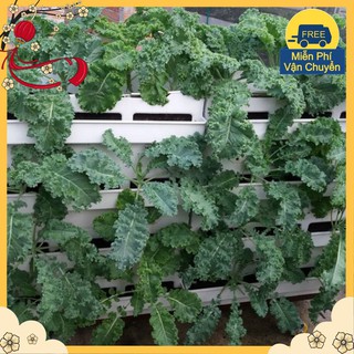 Hạt Giống Rau Cải Xoăn Xanh Kale