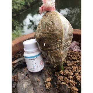 Hormone Kích rễ hoa hồng Naa/ Hormone tạo rễ ( 20g)