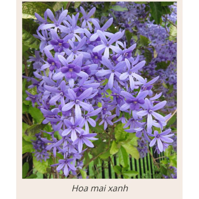Cây mai xanh thái