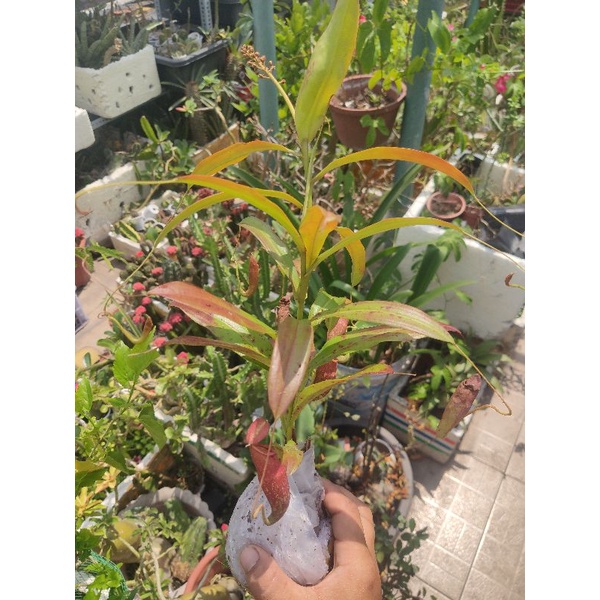 Cây nắp ấm dag chùm hạt y hình chụp.  vs ấm y hình dòng ấm sọc