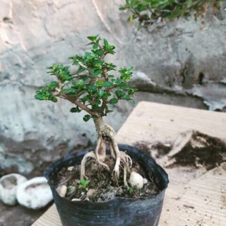 Cây Sam hương mini