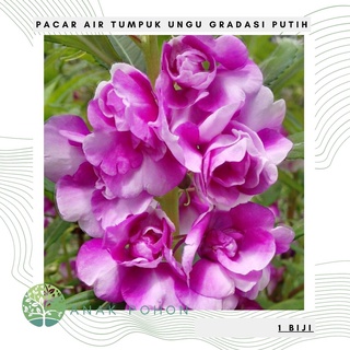 Hạt giống - Hoa BÓNG NƯỚC Boyfriend mầu hông HẠT NHẬP KHẨU 20H