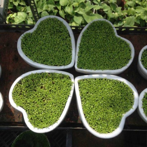 10gram Hạt thanh long cỏ may mắn