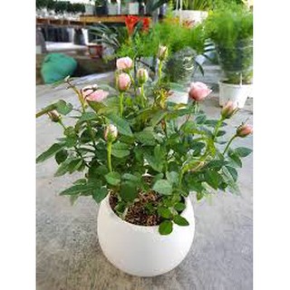 Combo 3 hoa hồng tỉ muội lựa đủ các mau