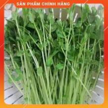 HẠT GIỐNG RAU MẦM ĐẬU HÀ LAN GÓI 50 GRAM