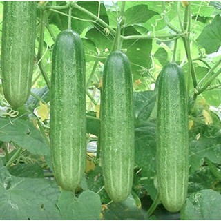 Hạt Giống Dưa Leo Trái Dài F1 Rạng Đông, Giòn Ngọt, Sinh Trưởng Khỏe (Gói 2 Gr) Boiboi.Organic