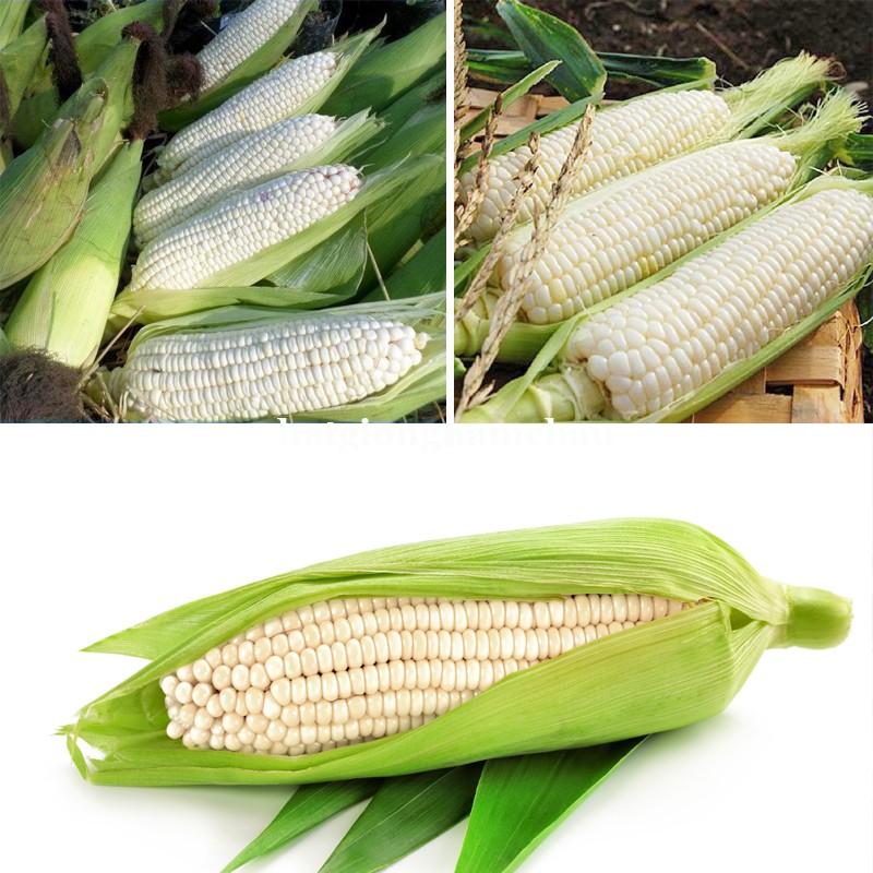 20 GR -  HẠT GIỐNG BẮP NẾP NÙ