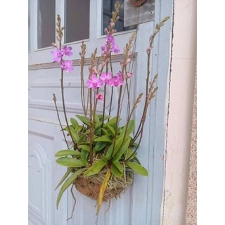 Hoa Lan hồ điệp rừng (2 cây)