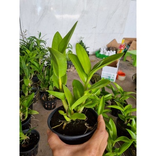 HOA LAN Denro nắng thơm robert