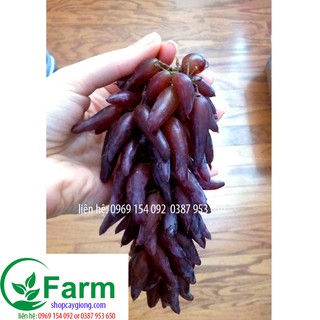 combo 04 cây nho ngón tay