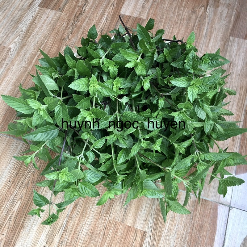 3kg Lá sương sáo tươi nấu thạch( ship Miền Nam)