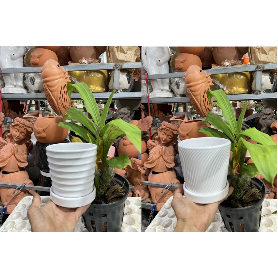 Chậu sứ trắng size 12x12