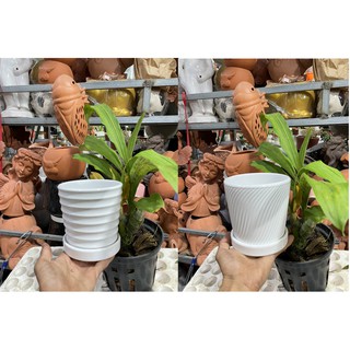 Chậu sứ trắng size 12x12