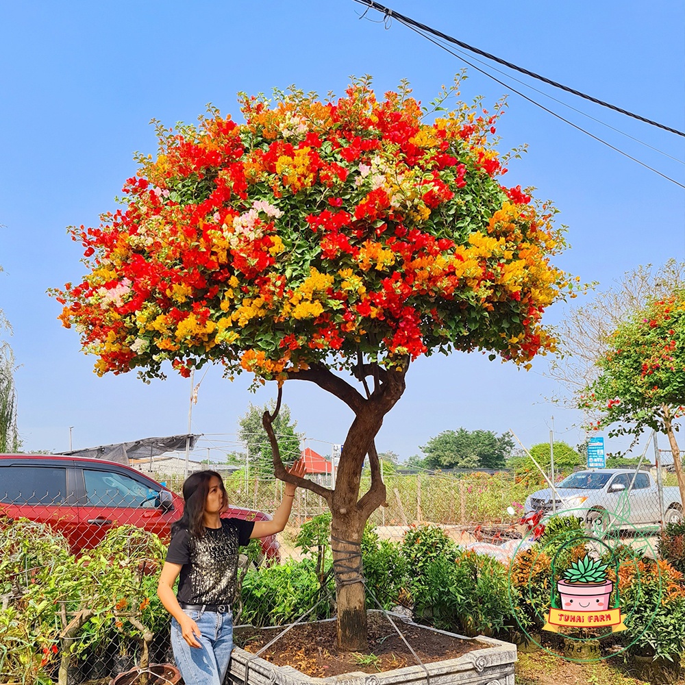 HOA GIẤY NGŨ SẮC ĐẶC BIỆT - CÂY CÓ BẦU ĐẤT NHIỀU RỄ - MẦM KHỎE