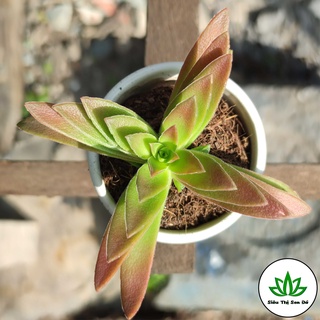 Sen Đá Tứ Phương Đỏ Đà Lạt Đã Thuần Khí Hậu Size Bầu Đường Kính 4-6cm