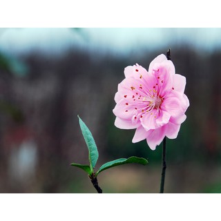 Cây giống đào phai