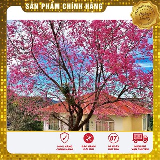 Hạt giống cây hoa Anh Đào Nhật