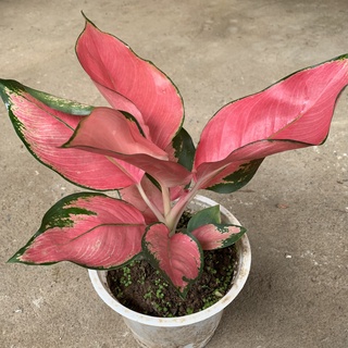 Cây vạn lộc cao 25cm, cây phong thủy mang đến tài lộc, phú quý, cây cảnh trồng nội thất, để bàn, sân vườn