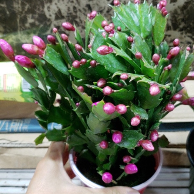 Chậu tiểu Quỳnh to ( hoa càng cua ) to