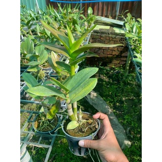 Cây hoa lan dendro nắngThỏ Vàng lưỡi đỏ( giống mới)