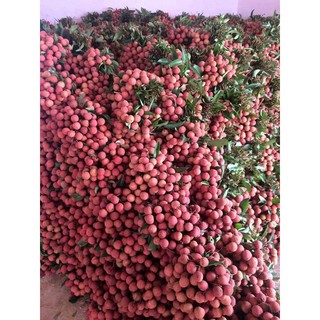 Vải thiều tươi đầu mùa ( LOẠI 1 ) Trứng Trắng Thanh Hà thượng hạng - 1kg - hàng tiến Vua - Giao nhanh HN & HCM