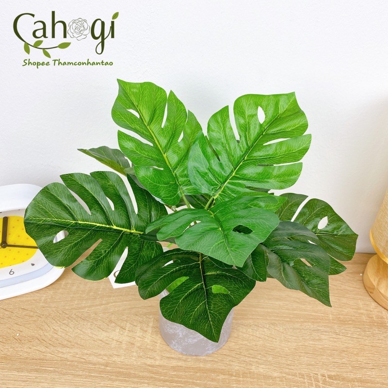 Cây nhựa - Cây Lá Rùa Decor Trang Trí 33cm