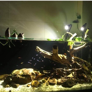 Đèn rọi bể cá biotop