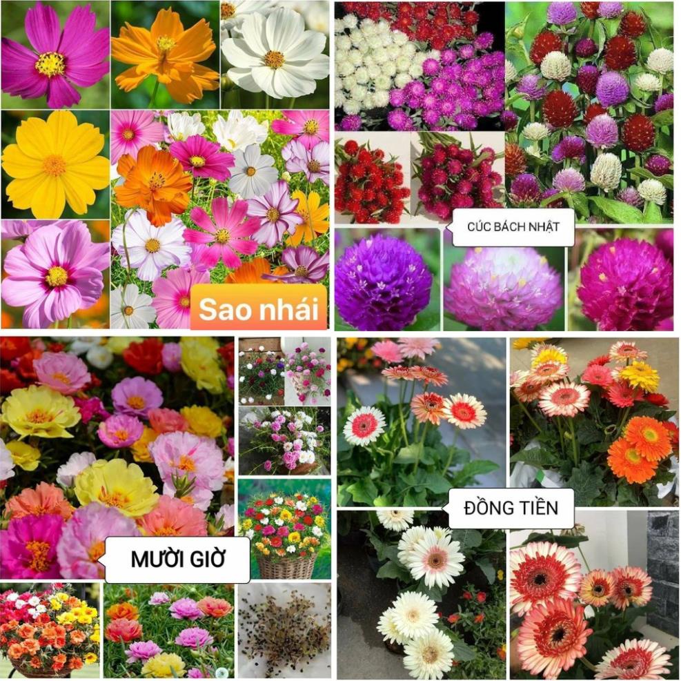 COMBO ĐỦ LOẠI HẠT GIỐNG HOA CÚC, HOA SEN, HOA HƯỚNG DƯƠNG, CẨM CHƯỚNG, THƯỢC DƯỢC, BẤT TỬ, SAO NHÁI MK