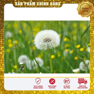 Hạt Giống Bồ Công Anh( 50 hạt)