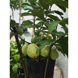 Cây Giống Ổi Lê Ruột Đỏ (cây ghép siêu sớm chuẩn giống )