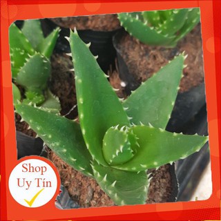 Sen đá hàm cá mập (giống cũ)