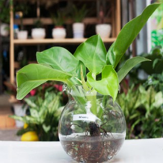 Cây Trầu bà đế vương Thủy sinh