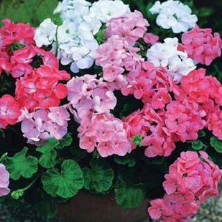 Hạt giống hoa Phong lữ thảo - Gói 25 hạt