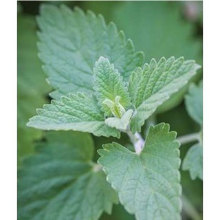 Hạt giống bạc hà mèo Catnip