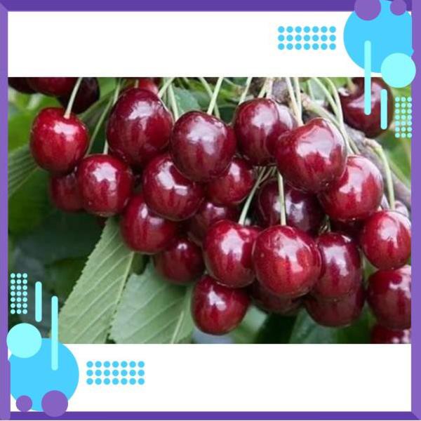 Hạt giống Anh Đào Mỹ (Cherry) .