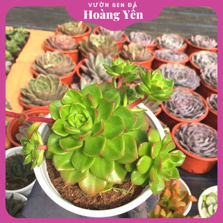 Sen đá mai đỏ - size trung - cây khỏe đẹp lỗi 1 đổi 1