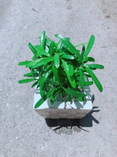Chậu Tùng Vạn Niên