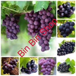 HẠT GIỐNG NHO PHÁP (10 HẠT )