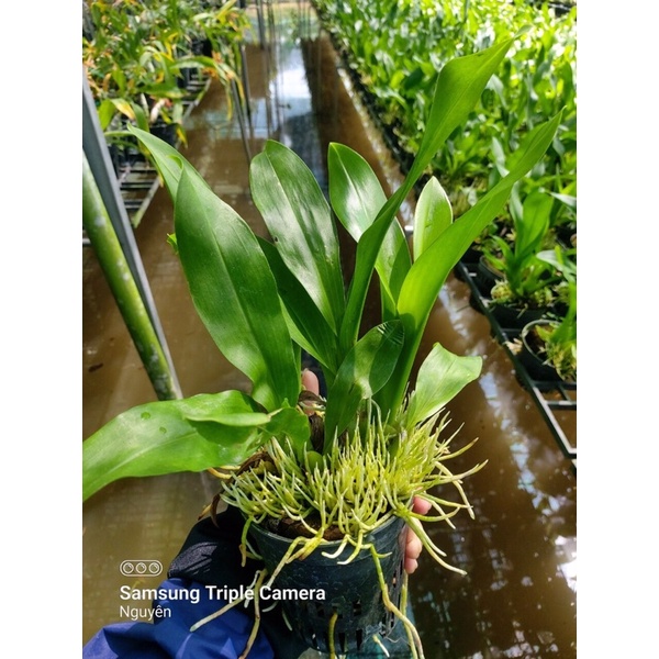 Vũ Nữ Hoàng Hậu Xanh Cây Trung Sắp Hoa