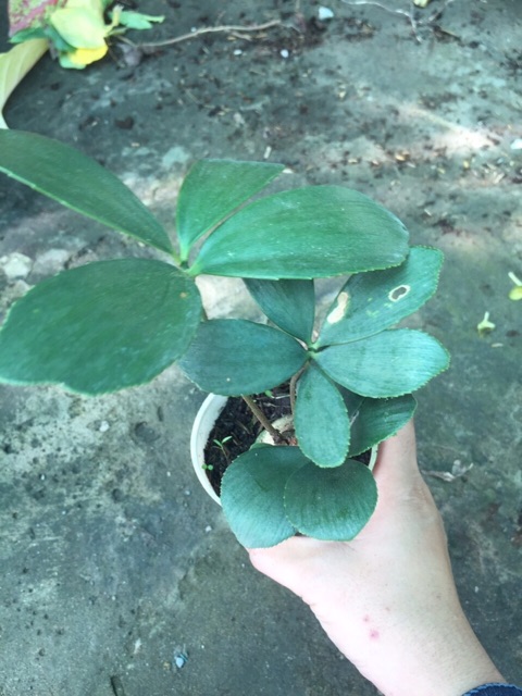 THIÊN TUẾ MÊXICO