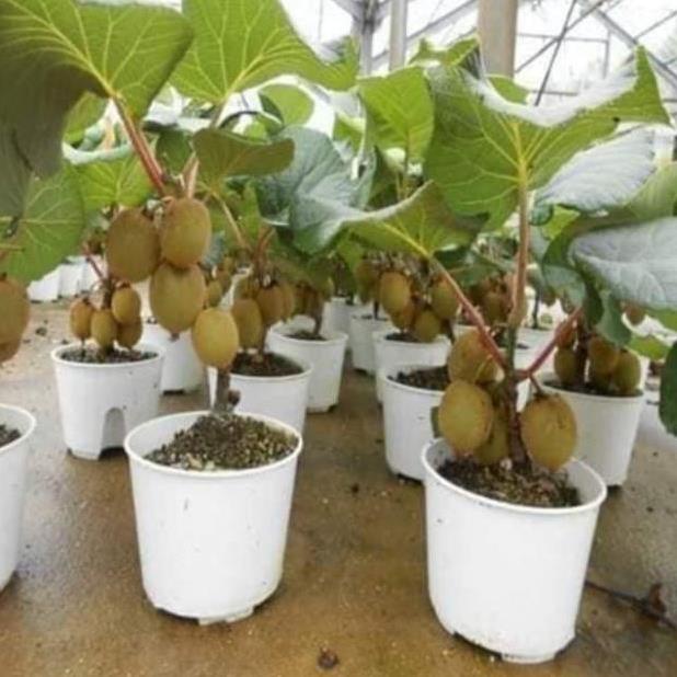 Hạt giống kiwi lùn siêu trái - Nhà Vườn Khánh Võ